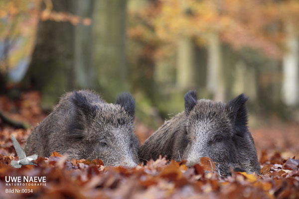 Wildschweinbache,Wild Boar sow,Sus scrofa 0034