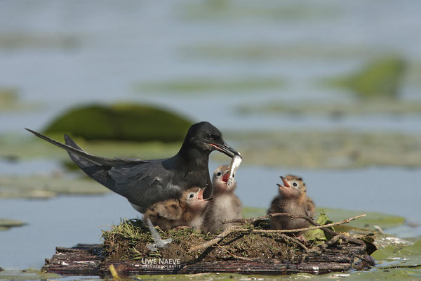 Trauerseeschwalbe,Black Tern,Chlidonias niger 0001