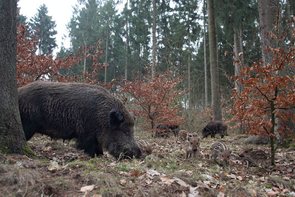 Wildschwein,Wild Boar,Sus scrofa 0001