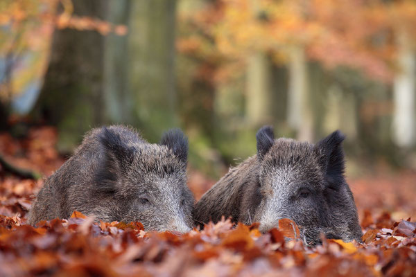 Wildschwein,Wild Boar,Sus scrofa 0034