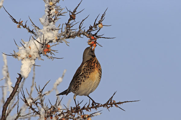 Wacholderdrossel,Turdus pilaris,Fieldfare 0026