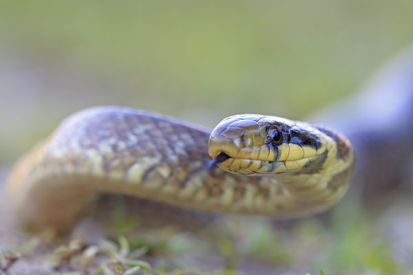 Äskulapnatter,Zamenis Congissimus,Aesculapian Snake 0003