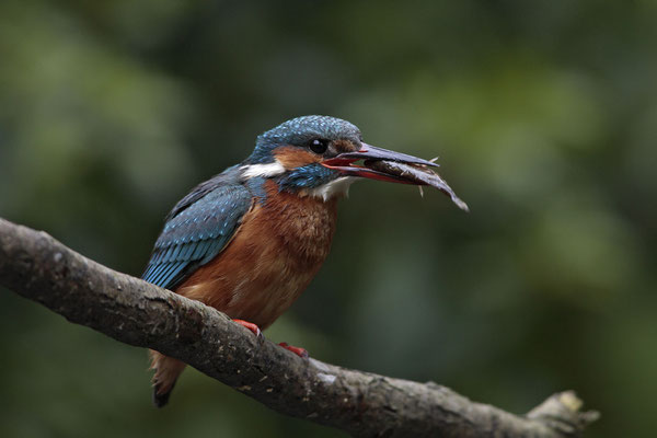 Eisvogel,Alcedo atthis,River King fisher 0009