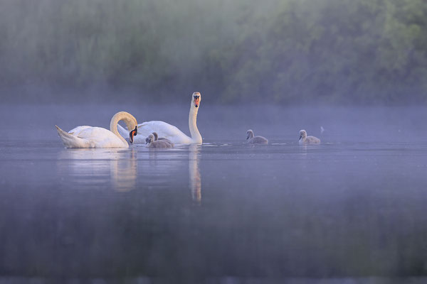 Hoeckerschwan,Mute Swan,Cygnus olor 0066