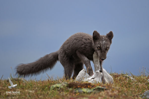 Polarfuchs,Eisfuchs,Arctic Foxes,Alopex lagopus,Vulpex lagopus 0104