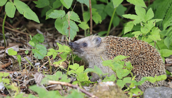 Europaeischer Igel,European Hedgehog,Erinaceus europeas 0042