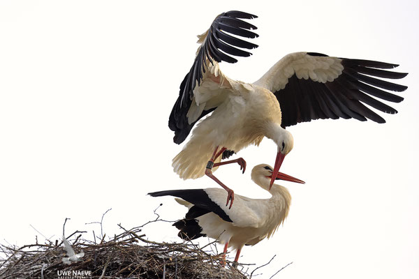 Weissstorch,Weisstorch,White Stork,Ciconia ciconia 0145