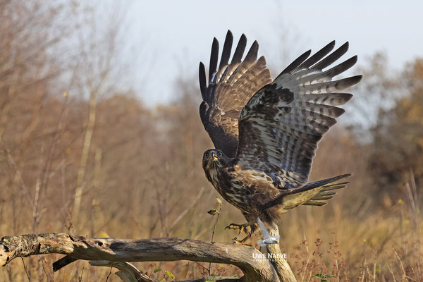 Mäusebussard,Buteo buteo,Common Buzzard 0190
