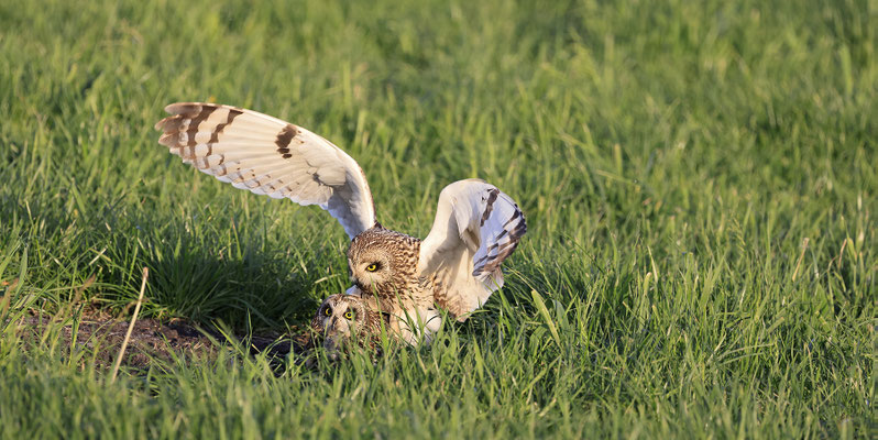 Sumpfohreule,Asio flammeus,Short eared Owl 0044
