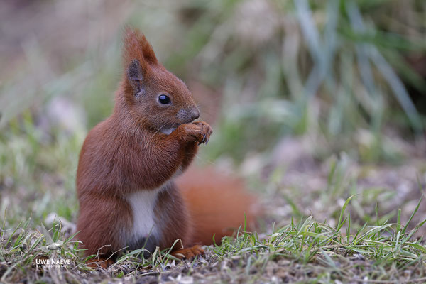 Eichhoernchen,Sciurus vulgaris,Red Squirrel 0032