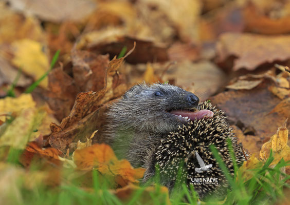 Europaeischer Igel,European Hedgehog,Erinaceus europeas 0033