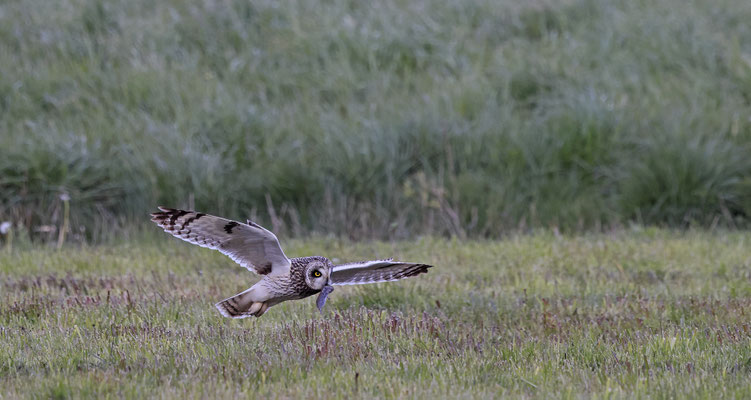Sumpfohreule,Asio flammeus,Short eared Owl 0034