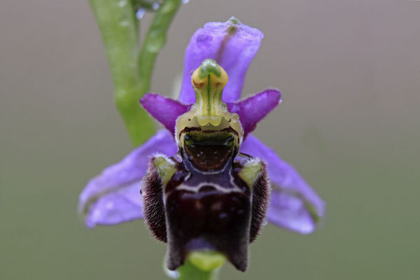 Durance-Hummel-Ragwurz Ophrys druentica 0004