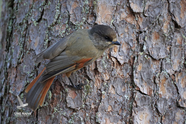 Ungluekshaeher, Perisorcus infaustus, Siberian Jay 0012