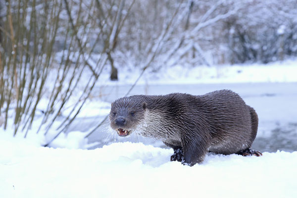 Fischotter,Otter,Lutra lutra 0130