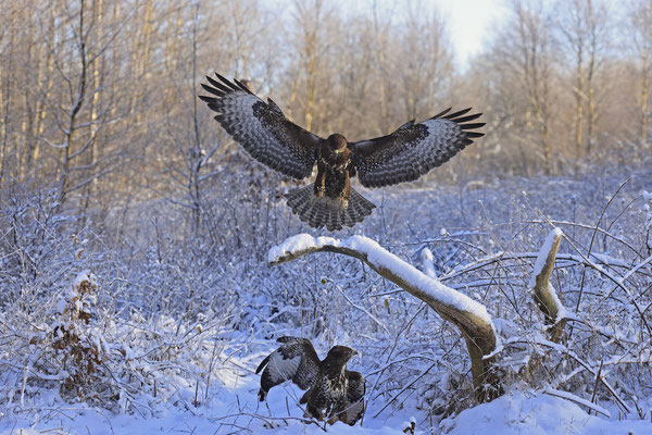 Mäusebussard,Buteo buteo,Common Buzzard 0261