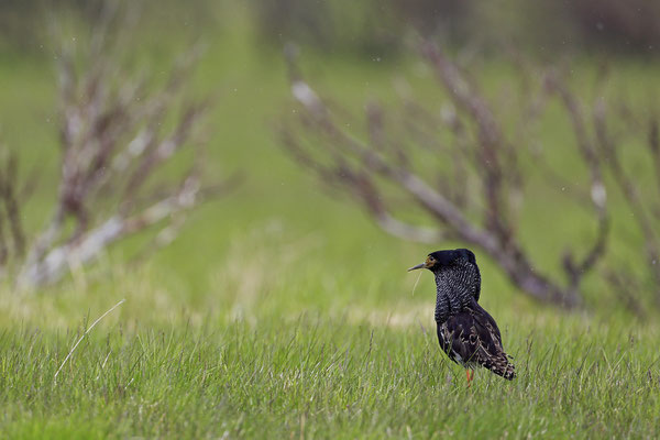 Kampflaeufer,Philomachus pugnax,Ruff,0003