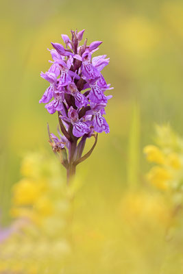 Breitblaettriges Knabenkraut,Dactylorhiza majalis 0007