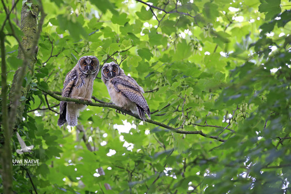 Waldohreule,Asio otus,Long-eared Owl 0042