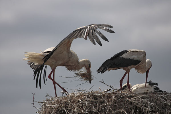 Weissstoerche,White Stork,Ciconia ciconia 0056