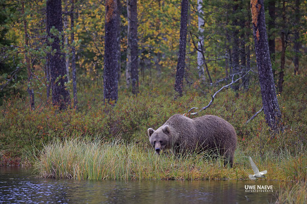 Braunbaer Ursus arctos brown bear 0054
