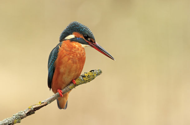 Eisvogel,Alcedo atthis,River King fisher 0039