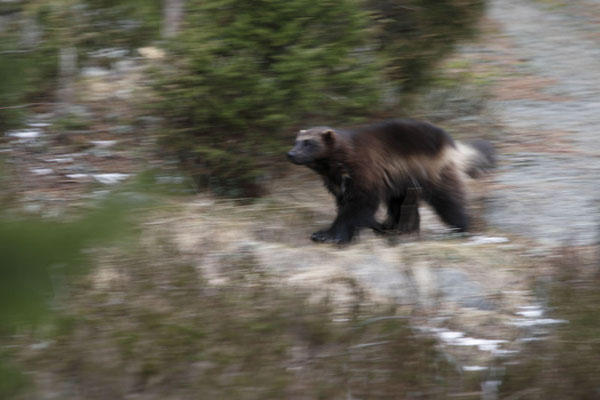 Vielfrass Baerenmarder Jaerv Wolverine Gulo gulo 0005