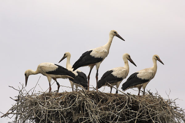 Weissstorch,White Stork,Ciconia ciconia 0116