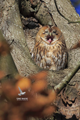 Waldkauz,Strix aluco,Tawny Owl 0034
