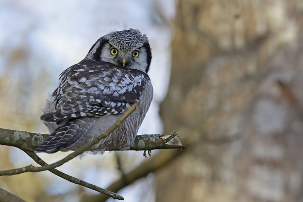 Sperbereule Surnia ulula Hawk 0003