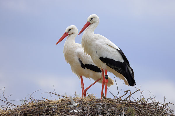 Weissstorch,Weisstorch,White Stork,Ciconia ciconia 0147