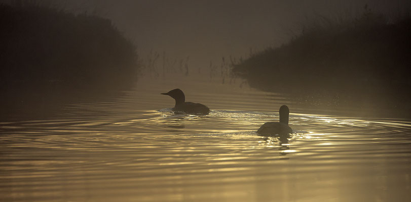 Sterntaucher,Gavia stellata,Red-throated Diver 0036