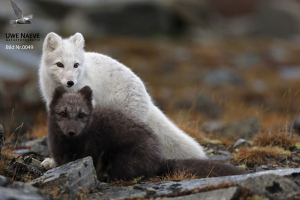Polarfuchs,Eisfuchs,Arctic Foxes,Alopex lagopus,Vulpex lagopus 0049