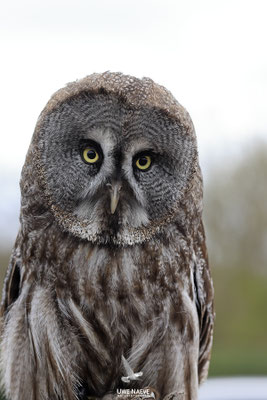 Bartkauz,Strix nebulosa, great gray owl 0004