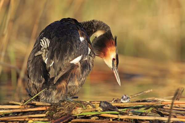 Haubentaucher Podiceps cristatus Great crested grebe 0127