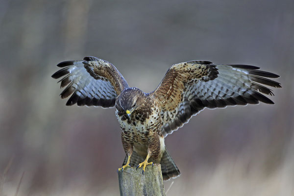 Mäusebussard,Buteo buteo,Common Buzzard 0110
