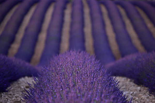 Lavendel,Lavender,Lavendula angustifolia 0062