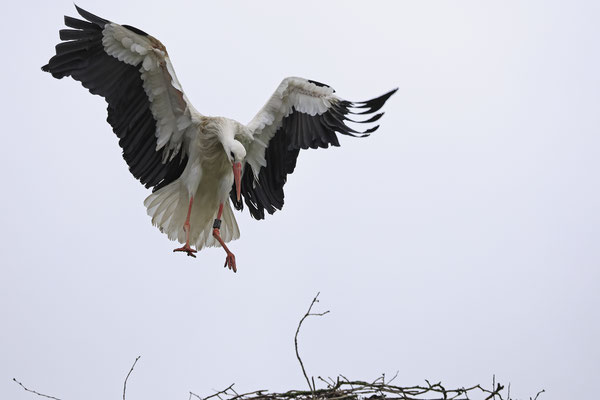 Weissstorch,Weisstorch,White Stork,Ciconia ciconia 0159