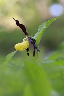 Gelber Frauenschuh,Cypripedium calceolus,yellow lady s slipper orchid 0001