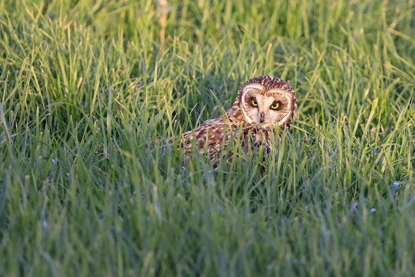 Sumpfohreule,Asio flammeus,Short eared Owl 0048