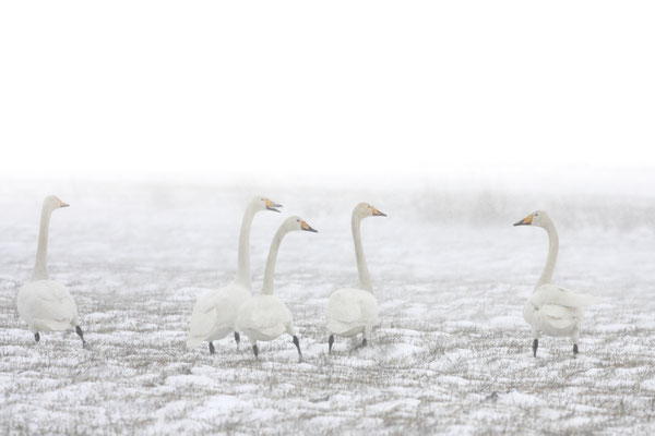 Singschwan,Whooper Swan,Cygnus cygnus 0025