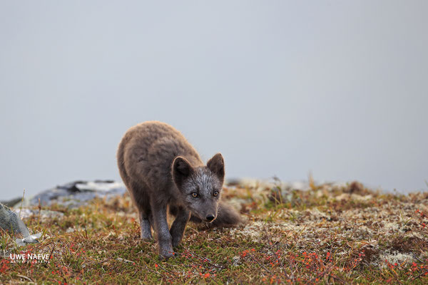 Polarfuchs,Eisfuchs,Arctic Foxes,Alopex lagopus,Vulpex lagopus 0074