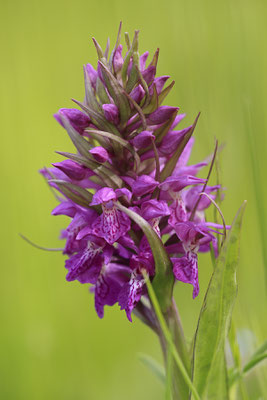 Breitblaettriges Knabenkraut,Dactylorhiza majalis 0001