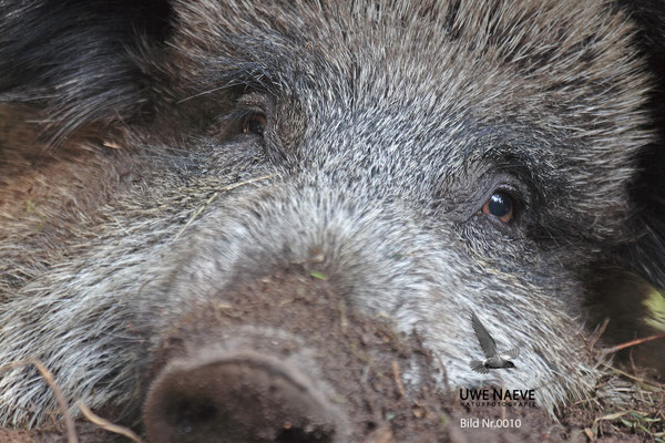 Wildschweinbache,Wild Boar sow,Sus scrofa 0010