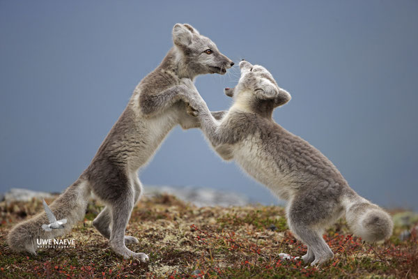 Polarfuchs,Eisfuchs,Arctic Foxes,Alopex lagopus,Vulpex lagopus 0100