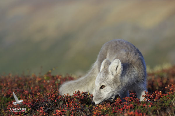 Polarfuchs,Eisfuchs,Arctic Foxes,Alopex lagopus,Vulpex lagopus 0073