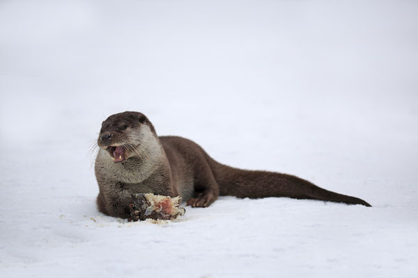 Fischotter,Otter,Lutra lutra 0103
