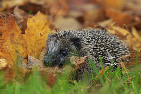 Europaeischer Igel,European Hedgehog,Erinaceus europeas 0029