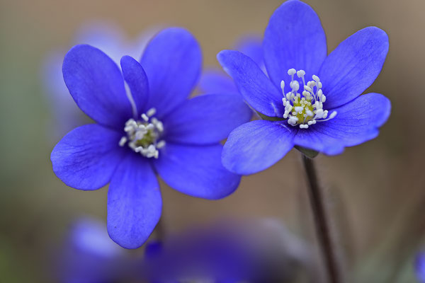 Leberbluemchen,Hepatica nobilis,liverwort 0008