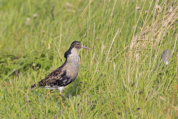 Kampflaeufer,Philomachus pugnax,Ruff,0020